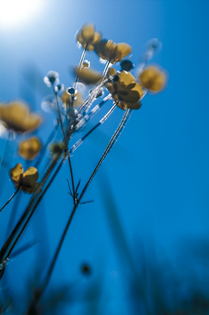 Bloem tegenlicht 3